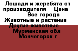 Лошади и жеребята от производителя. › Цена ­ 120 - Все города Животные и растения » Другие животные   . Мурманская обл.,Мончегорск г.